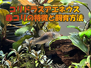 タイトルアイキャッチ