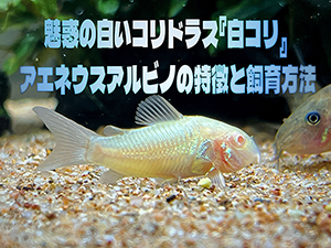 タイトルアイキャッチ
