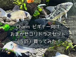 タイトルアイキャッチ
