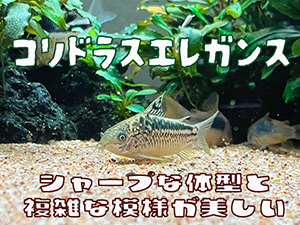 タイトルアイキャッチ