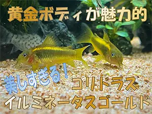 タイトルアイキャッチ