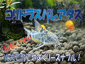 タイトルアイキャッチ