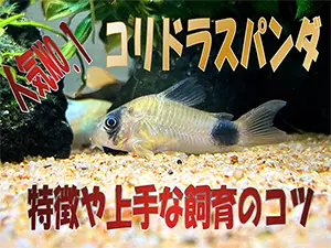 タイトルアイキャッチ