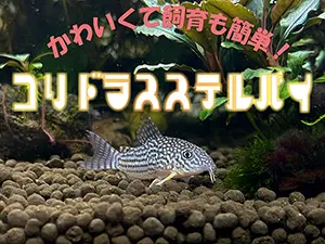 タイトルアイキャッチ