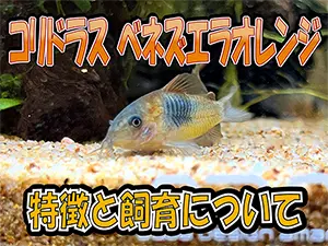タイトルアイキャッチ